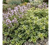 Bedwen Thyme 'Highland Cream' 9cm Plant x2 - Variegated Creeping Thyme with Cream-Edged Foliage & Soft Pink Summer Flowers for Path Edges, Ground Cover & Rockeries