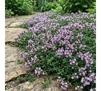 Bedwen Thyme 'Minor' Plug Plant x3 - Low-Growing Creeping Thyme with Soft Pink Summer Flowers for Mediterranean Cuisine, Rockery Herb Gardens, & Drought-Tolerant Groundcover
