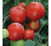 Bedwen Tomato 'Alicante' Plug Plant x5 - Versatile Red Salad Tomatoes on Upright Cordon Vines for Outdoor or Greenhouse Growing