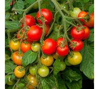 Bedwen Tomato 'Cherry Falls' 9cm Plant x2 - Sweet & Tangy Red Cherry Tomatoes on Compact, Trailing Bush Plants for Hanging Baskets