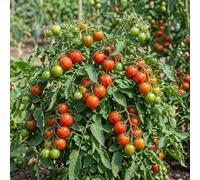 Bedwen Tomato 'Rocola Stripe' Plug Plant x5 - vibrant red skin with yellow stripes on Trailing Bush Plants for Hanging Baskets & Containers