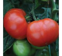 Bedwen Tomato 'Supersteak' Plug Plant x5 - AGM Award-Winning Extra-Large Red Beefsteak Tomatoes on Upright Cordon Vines
