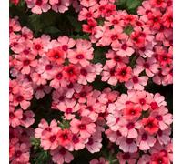 Bedwen Verbena 'Showboat Mango Orange' 9cm Plant x2 - Long-Flowering Trailing Verbena with Bright Mango-Orange Blooms for Hanging Baskets, Patio Pots & Summer Displays