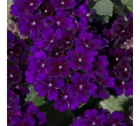 Bedwen Verbena 'Showboat Midnight' Plug Plant x4 - Long-Flowering Trailing Verbena with Deep Purple Blooms for Hanging Baskets, Patio Pots & Summer Displays