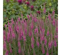 Bedwen Veronica 'Red Fox' 2L Plant - Speedwell Rotfuchs Compact Red-Pink Flowering Perennial for Pollinator Gardens & Patio Pots