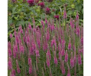 Bedwen Veronica 'Red Fox' 2L Plant - Speedwell Rotfuchs Compact Red-Pink Flowering Perennial for Pollinator Gardens & Patio Pots