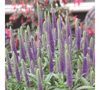 Bedwen Veronica 'Ulster Blue Dwarf' 2L Plant - Speedwell Compact Dark Blue Flowering Perennial for Pollinator Gardens & Patio Pots
