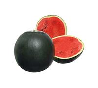 Bedwen Watermelon 'Fire Ball' F1 Grafted 2L Plant - Dark Skinned Round Melon with Deep Red Flesh for Summer Treats, Desserts & Warm Spots