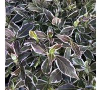 Bedwen Weigela 'All Summer Monet' 9cm Plant - Compact Variegated Weigela with Pink Summer Flowers for Sunny Borders, Patio Pots & Small Gardens