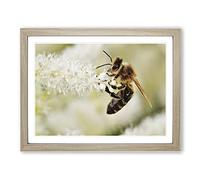 Bee Collecting Pollen No.2 Modern Framed Print | A2 Oak Framed Wall Art | Ready to Hang | Modern Animal Picture | Living Room Bedroom Lounge Office