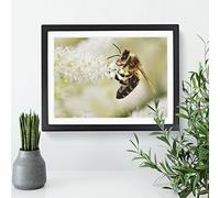 Bee Collecting Pollen No.2 Modern Framed Print | A3 Black Framed Wall Art | Ready to Hang | Modern Animal Picture | Living Room Bedroom Lounge Office