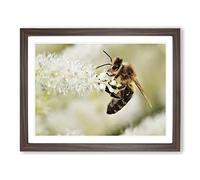 Bee Collecting Pollen No.2 Modern Framed Print | A3 Walnut Framed Wall Art | Ready to Hang | Modern Animal Picture | Living Room Bedroom Lounge Office