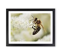 Bee Collecting Pollen No.2 Modern Framed Wall Art Print, Ready to Hang Picture for Living Room Bedroom Home Office Décor, Black A4 (34 x 25 cm)
