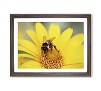 Bee Collecting Pollen Yellow Flower No.1 Modern Framed Print | A3 Walnut Framed Wall Art | Ready to Hang | Modern Floral Picture | Living Room Bedroom Lounge Office