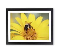 Bee Collecting Pollen Yellow Flower No.1 Modern Framed Print | A4 Black Framed Wall Art | Ready to Hang | Modern Floral Picture | Living Room Bedroom Lounge Office
