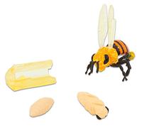 BEE LIFE CYCLE STAGES | Egg, larva, pupa and adult bee figurines, durable, pollinator STEM learning, classroom resource