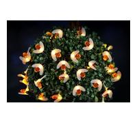 Bee Solar Garden String Lights Decoration Warm White LED - 8.8m by Bright Garden