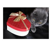 Beebooh Black cat with red topped heart gift box birthday card