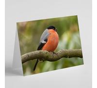Beebooh Bullfinch sitting on branch blank card