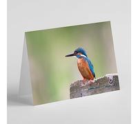 Beebooh cards kingfisher on wooden post birthday card