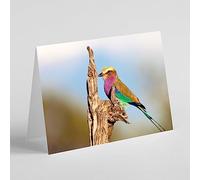 Beebooh cards lilac breasted roller bird birthday card