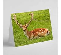 Beebooh Fallow deer sitting on the grass birthday card