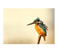 Beebooh Kingfisher on a branch blank card