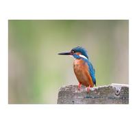 Beebooh Kingfisher on wooden post birthday card