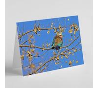 Beebooh Lilac breasted roller bird blank card