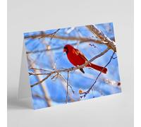 Beebooh Northern cardinal bird on branch birthday card