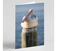 Beebooh Pelican sitting on a post blank card