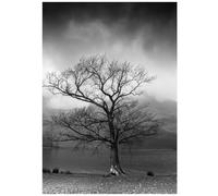 Beebooh Tree by water's edge black and white birthday card