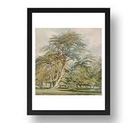 Beech Trees at Norbury Park, Surrey, 1797 by Joseph Mallord William Turner, vintage art, reproduction print in A2(24x17") Black Frame