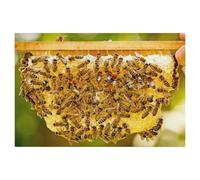 Beekeeper Showing One of His Honeycombs with Many Honey Bees，Puzzle 1000 Pieces Paper Puzzle Adult Children'S Educational Toy Family Decompression Game（38x26cm）-AI44