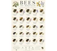 Bees Of Britain Poster Print A3 British Bee Identification Chart Botanical Wall Art