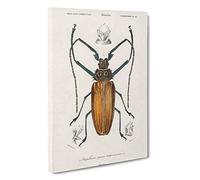 Beetle Illustration PL. 11 by Charles d' Orbigny Canvas Print | Gallery Wrapped 30mm Frame Wall Art | 30x20 inches | Ready to Hang | Modern Picture | Living Room Bedroom Lounge Office