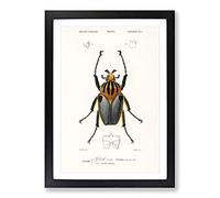 Beetle Illustration PL. 6 by Charles d' Orbigny Framed Print | A2 Black Framed Wall Art | Ready to Hang | Modern Nature Picture | Living Room Bedroom Lounge Office