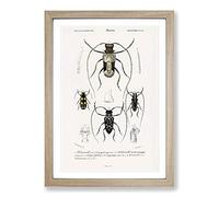 Beetle Illustrations PL. 13 by Charles d' Orbigny Framed Print | A2 Oak Framed Wall Art | Ready to Hang | Modern Nature Picture | Living Room Bedroom Lounge Office