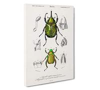 Beetle Illustrations PL 5 by Charles d' Orbigny Canvas Print | Gallery Wrapped 30mm Frame Wall Art | 30x20 inches | Ready to Hang | Modern Picture | Living Room Bedroom Lounge Office