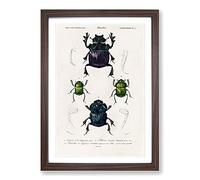 Beetle Illustrations PL.5 by Charles d' Orbigny Framed Print | A2 Walnut Framed Wall Art | Ready to Hang | Modern Nature Picture | Living Room Bedroom Lounge Office