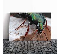 Beetle Insect Canvas Print | Gallery Wrapped 30mm Frame Wall Art | 20x14 inches | Ready to Hang | Modern Animals Picture | Living Room Bedroom Lounge Office