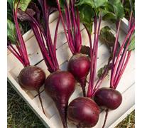 Beetroot Red Shine F1 Seeds Monogerm High Sugar Bolting-Resistant Beetroot Variety - 1 Packet X 100 Seeds By Thompson & Morgan
