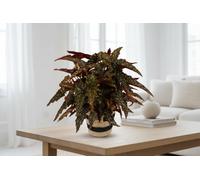 Beg Maculata Black Forest Jutte Mand Pot Size 17 Cm Height 35 Polka Dot Begonia Indoor Houseplant