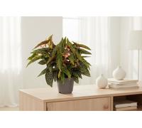 Beg Maculata Double Dot Pot Size 17 Cm Height 35 Polka Begonia Indoor Houseplant