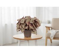 Beg Rex Hawaiian Silver Pot Size 17 Cm Height 35 Begonia Indoor Houseplant