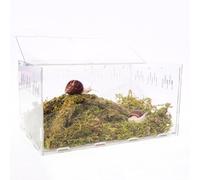 Begeterday snail Terrarium Kit, Includes 11.22 in x 7.87 in x 6 in Terrarium, 3.5oz Pet Snails Moss, 9 Inch Bendable Climbing Toys, Creating the Perfect Habitat for Your Cute