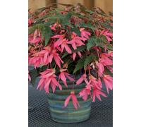 Begonia Boliviensis Rose 6 Plug Plants Bedding
