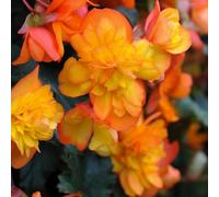 Begonia Chanson Sun F1 Flaming Orange-Yellow 1 Packet X 25 Seeds By Thompson & Morgan