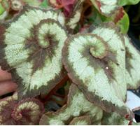 Begonia Escargot Tropical Begonia Plug Plant
