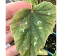 Begonia Grandis Nanjiang Silver Tropical Begonia 3 Plug Plants